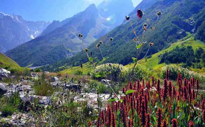 A Natural Botanical Garden: That Call This Valley Home