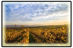 Book Barossa Valley wine tours