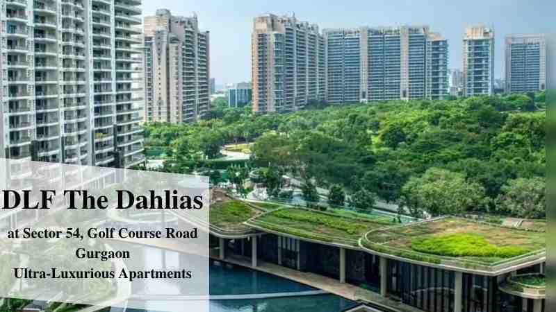 DLF The Dahlias | Luxury Apartments in Gurgaon