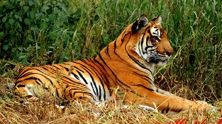Sasan Gir National Park Booking | Jungle Safari Guide