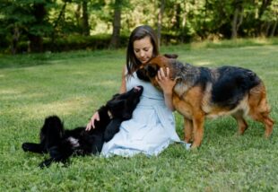 North East German Shepherd Breeders