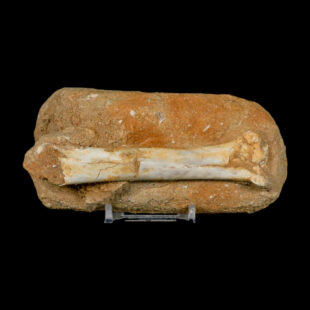 Pterosaur Tethydraco Regalis Fossil Bone 1