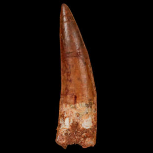 Spinosaurus Fossil Tooth 1