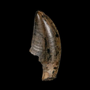 Tyrannosaur Serrated Fossil Tooth