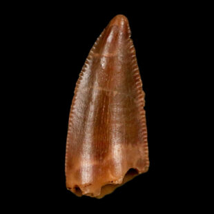 abelisaur serrated tooth