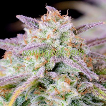 Finding Your Way with Cannabis Seeds