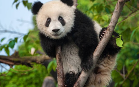 Sichuan Panda Tour