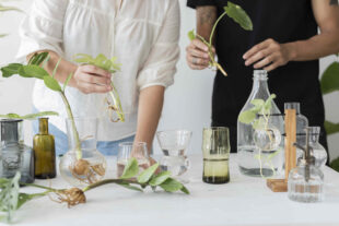 couple propagating their houseplants as hobby together 1 1