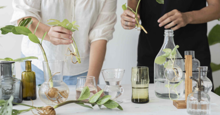 couple propagating their houseplants as hobby together 1 1