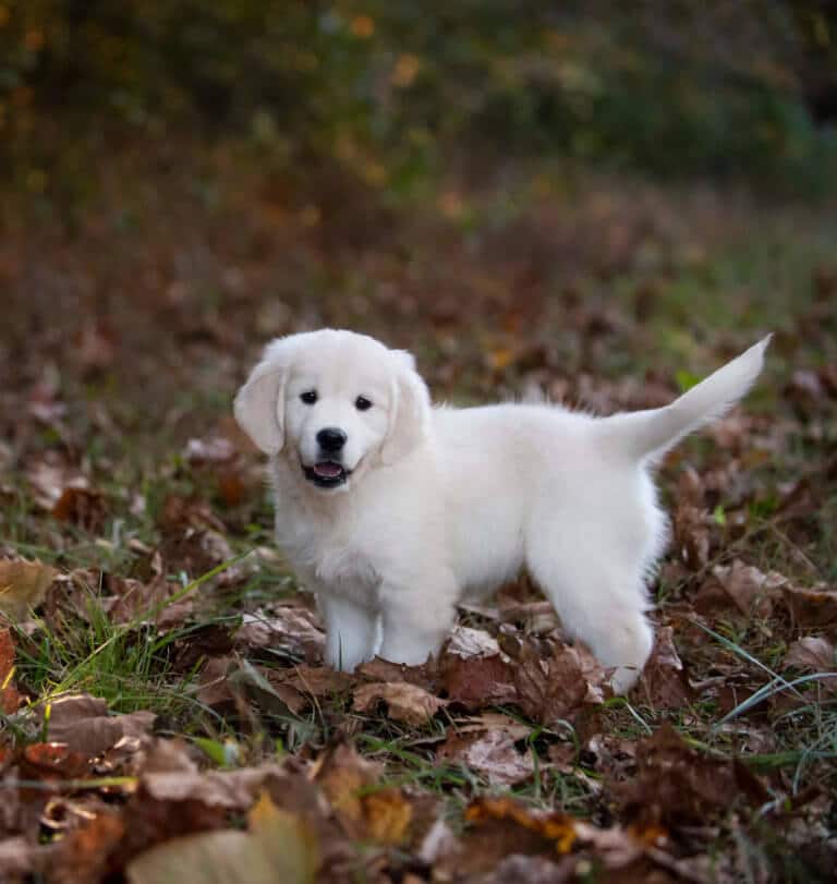 English Golden Retriever Puppies– Healthy & Family-Raised 1 h