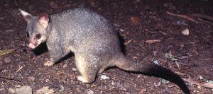 Possum Removal Matters for Your Melbourne Property