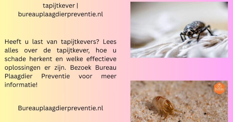 tapijtkever bureauplaagdierpreventie.nl