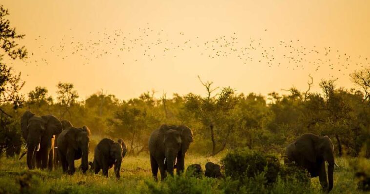 South Africa wildlife safari itinerary