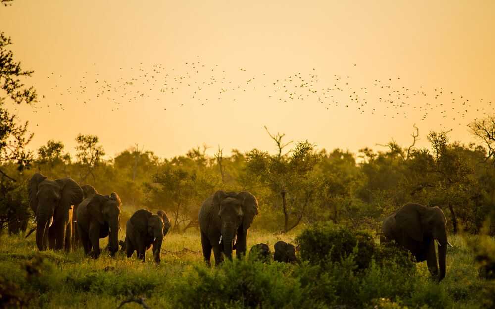 South Africa wildlife safari itinerary: Big Five tours