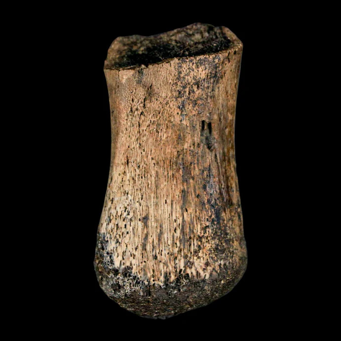 Brachylophosaurus Fossil 1