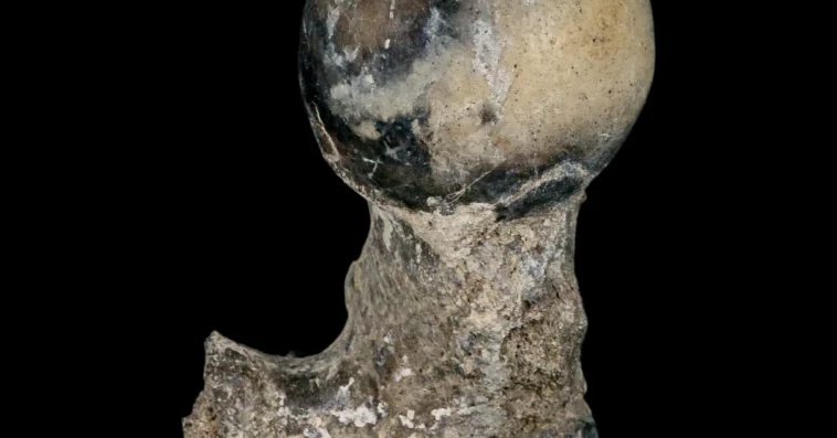 Brontothere Fossil