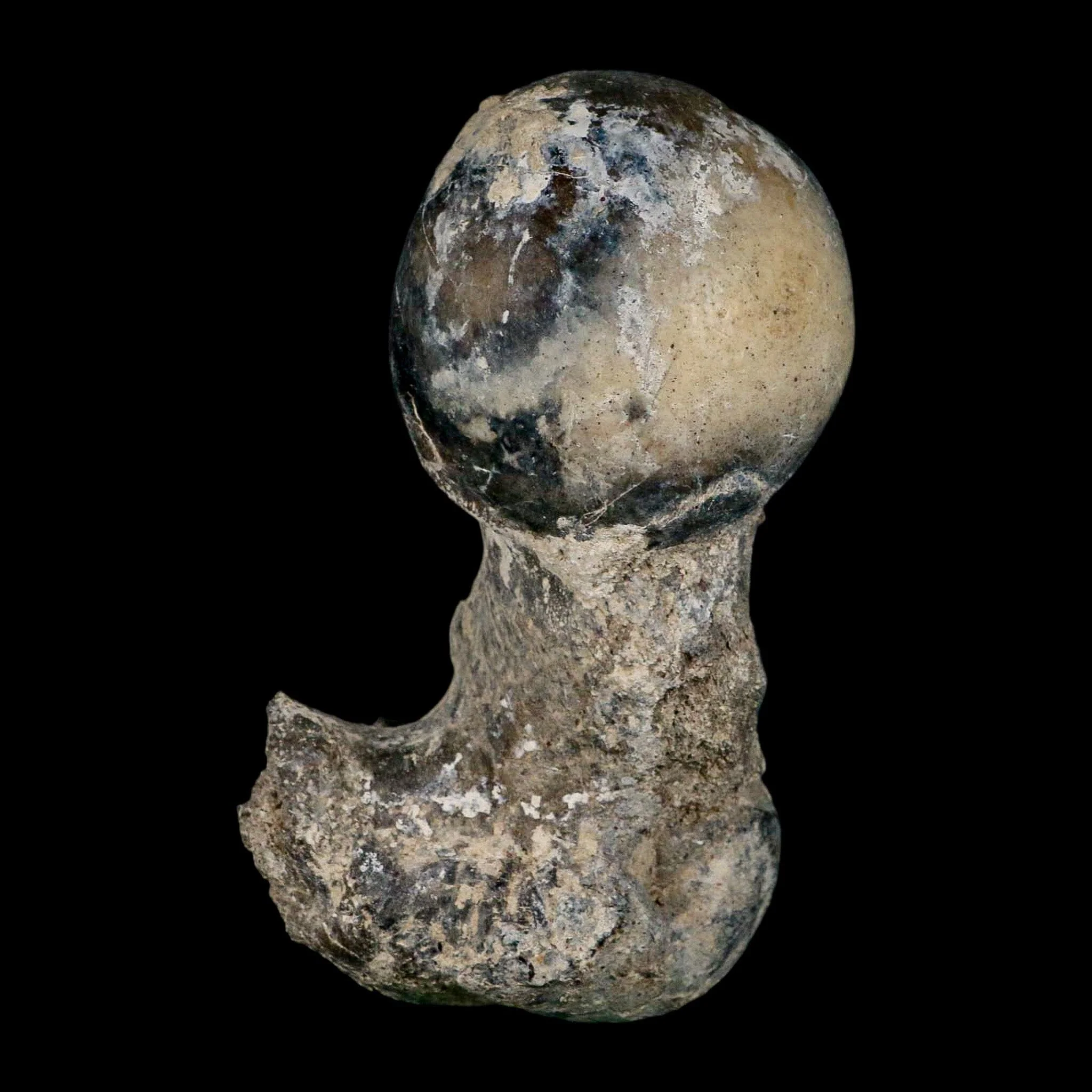 Brontothere Fossil