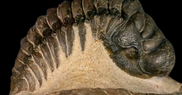 Crotalocephalus Gibbus Trilobite Fossil