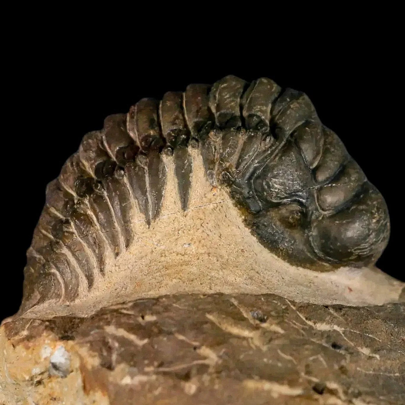 Crotalocephalus Gibbus Trilobite Fossil