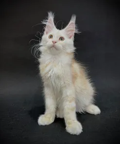 Maine Coon Kittens in Wisconsin: Gorgeous, Gentle, Ready for Love 1 IMG 20240523 WA0005 247x296 1