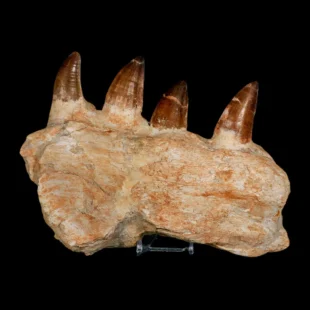 Mosasaur Prognathodon Fossil Jaw Section