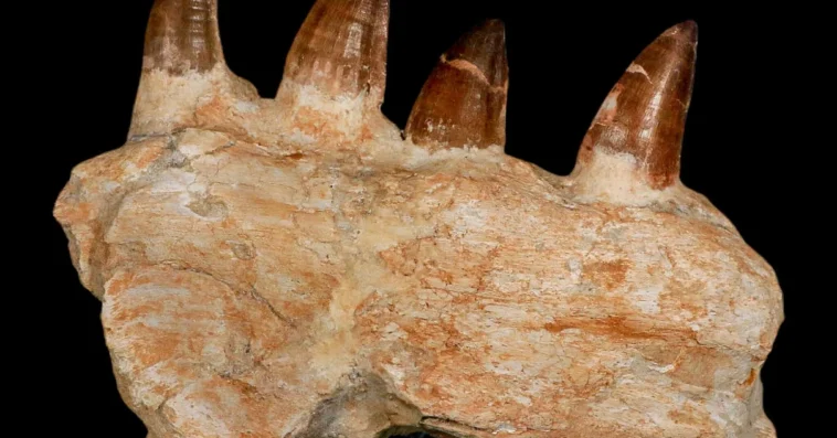 Mosasaur Prognathodon Fossil Jaw Section