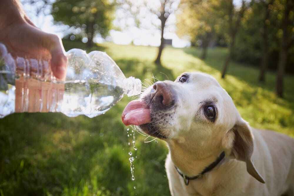 The Importance of Hydration in Your Pet’s Daily Diet