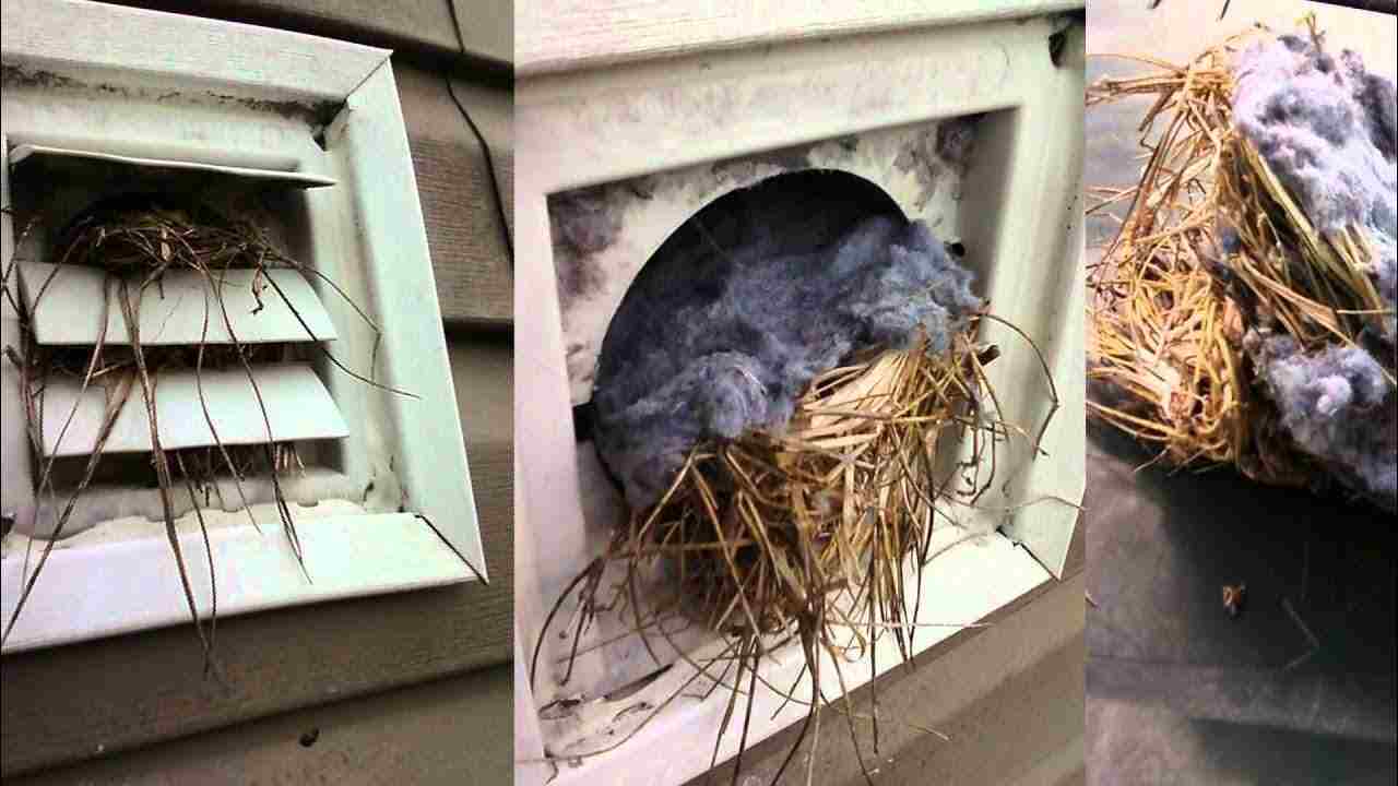 Can Birds Nest in My Dryer Vent Cover in Bowie