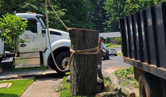 Tree Service Is Important for Garden Scapes