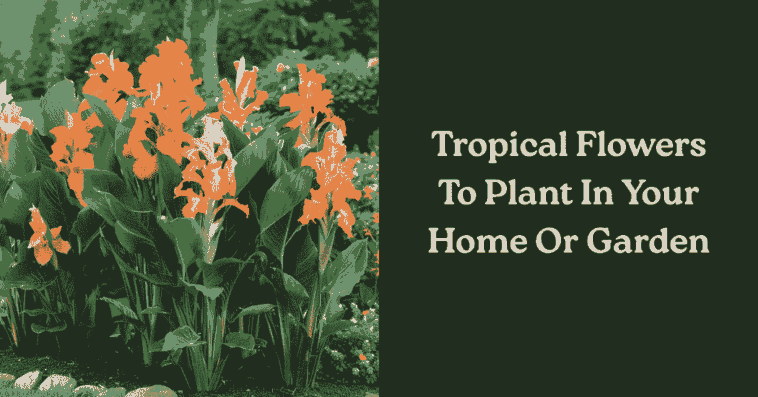 Tropical Flowers