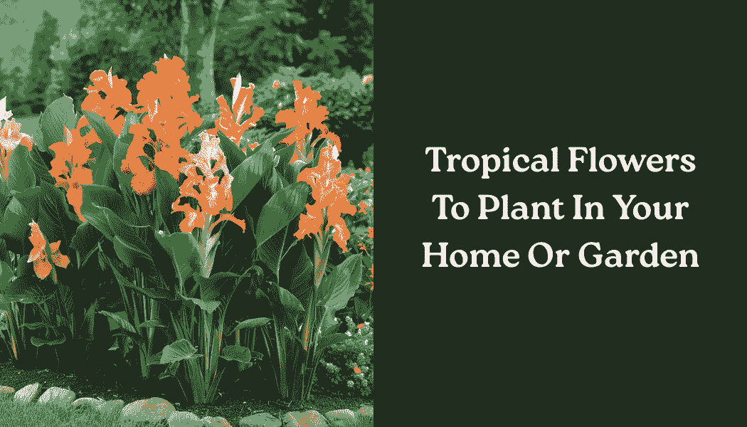 Tropical Flowers To Plant In Your Home Or Garden