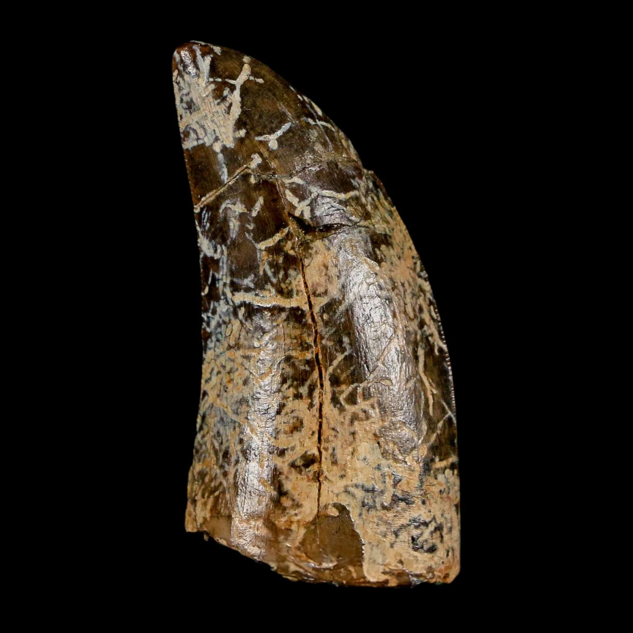 Tyrannosaurus Rex Fossil