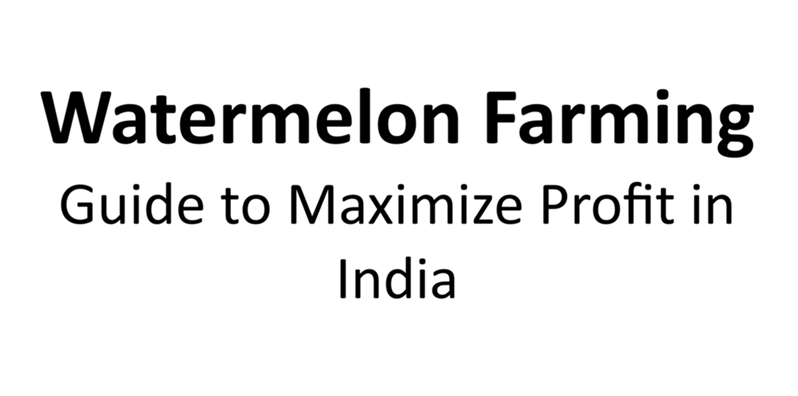 Watermelon Farming Guide to Maximize Profit in India