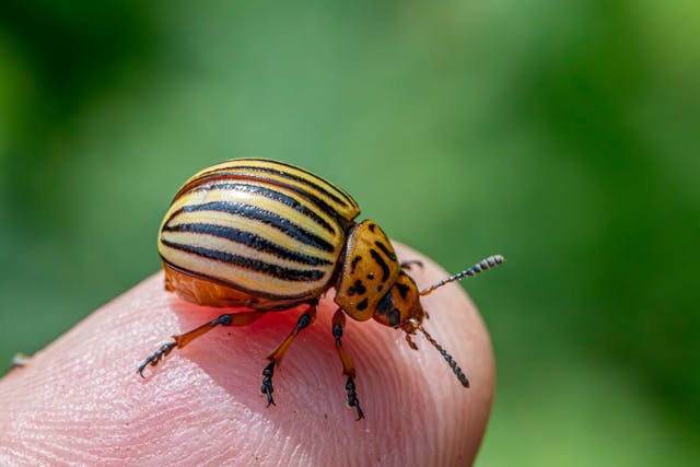 Heating Treatment for Bed Bugs in Southfield | Presidio