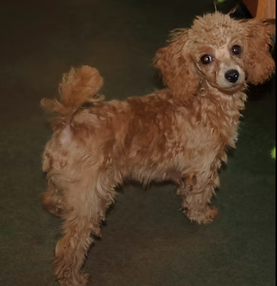 Trusted Toy Poodle Breeding Excellence 1 poodle breeders