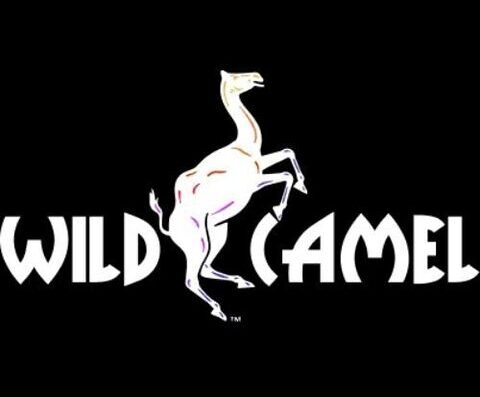 wild camel 500500 480