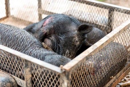 1 day hog hunt 455x 1