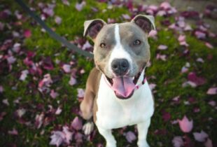 Comprehensive Canine Training in Oregon