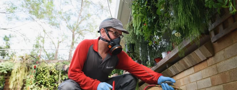 Top Methods for Wasp Nest Removal: Keep Your Home Safe