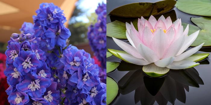 July Birth Flower