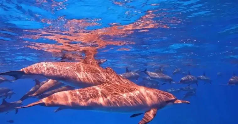 Dolphin House Shaab Samadai 3