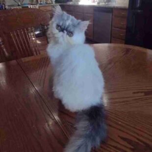 Exotic Persian Kittens For Sale Near Me 1