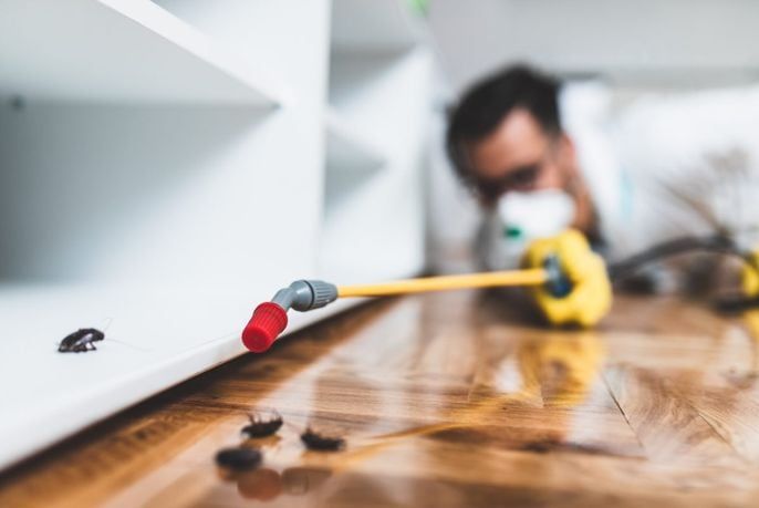 Pest Control in Kitchener: Keeping Your Home