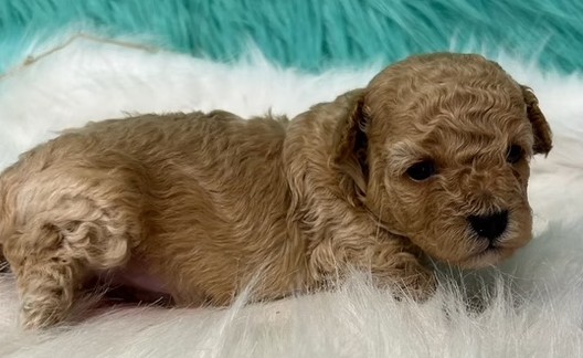 Healthy Puppies with Bright Futures