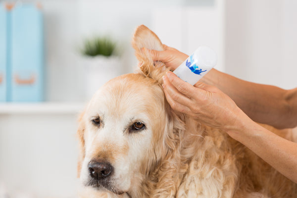 Dog Ear Care Services for Cleaner, Healthier Pets