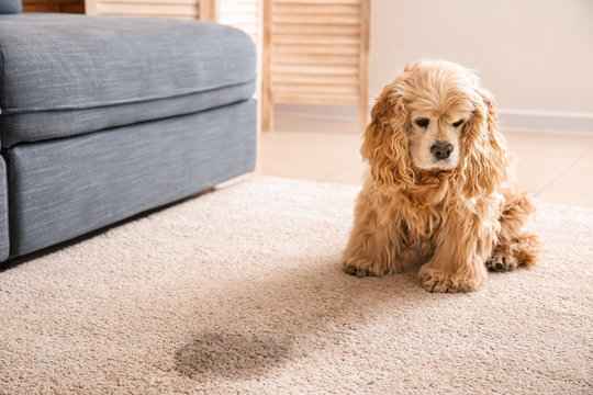 Where to Find Reliable Pet Odor Removal in Queens