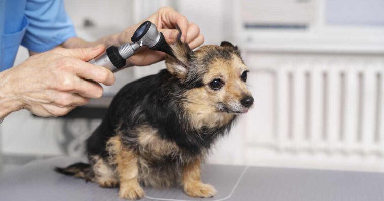 close up veterinary doctor taking care pet 1 2