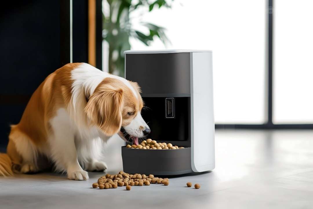 fresh dog food cost
