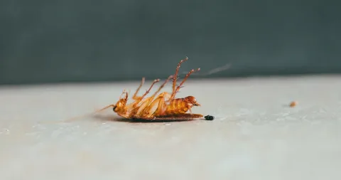 Common Household Pests and How to Keep Them Away