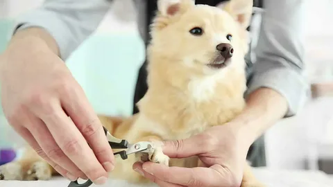 Beginner’s Guide to Grooming Your Dog